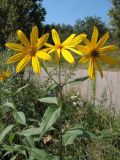 Helianthus tuberosus