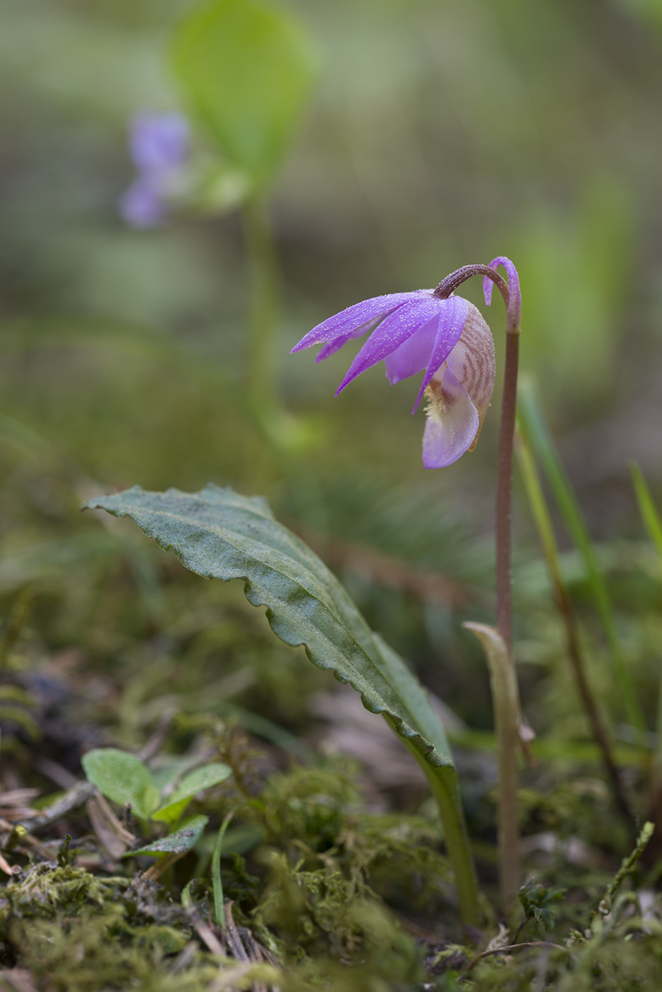 Изображение особи Calypso bulbosa.