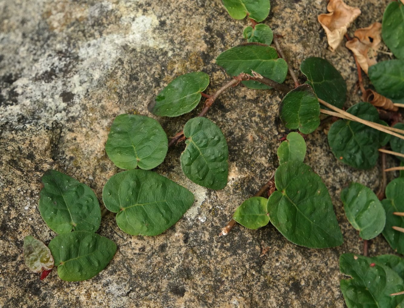 Изображение особи Ficus pumila.