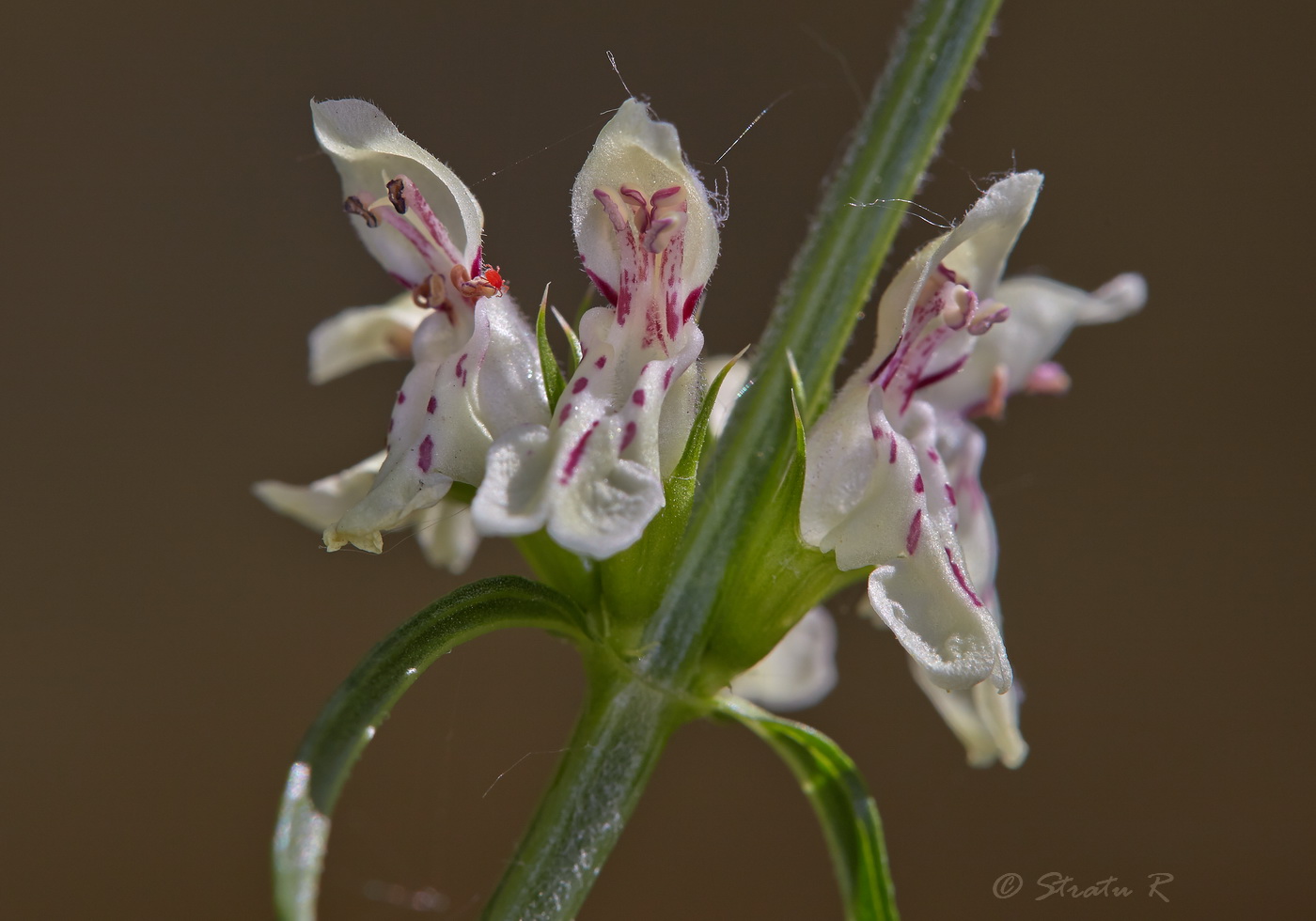 Изображение особи Stachys krynkensis.