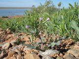 Lactuca undulata