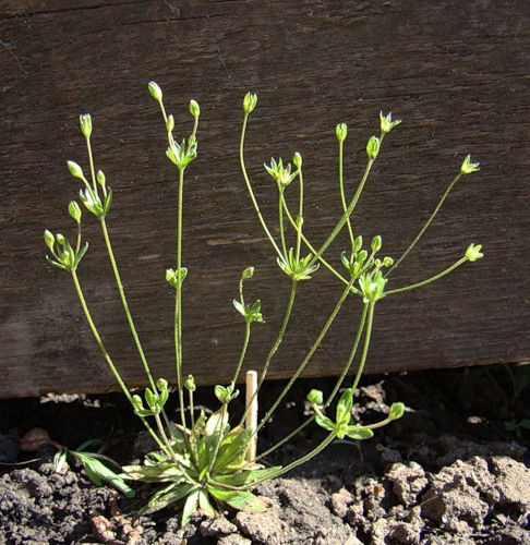 Изображение особи Androsace elongata.