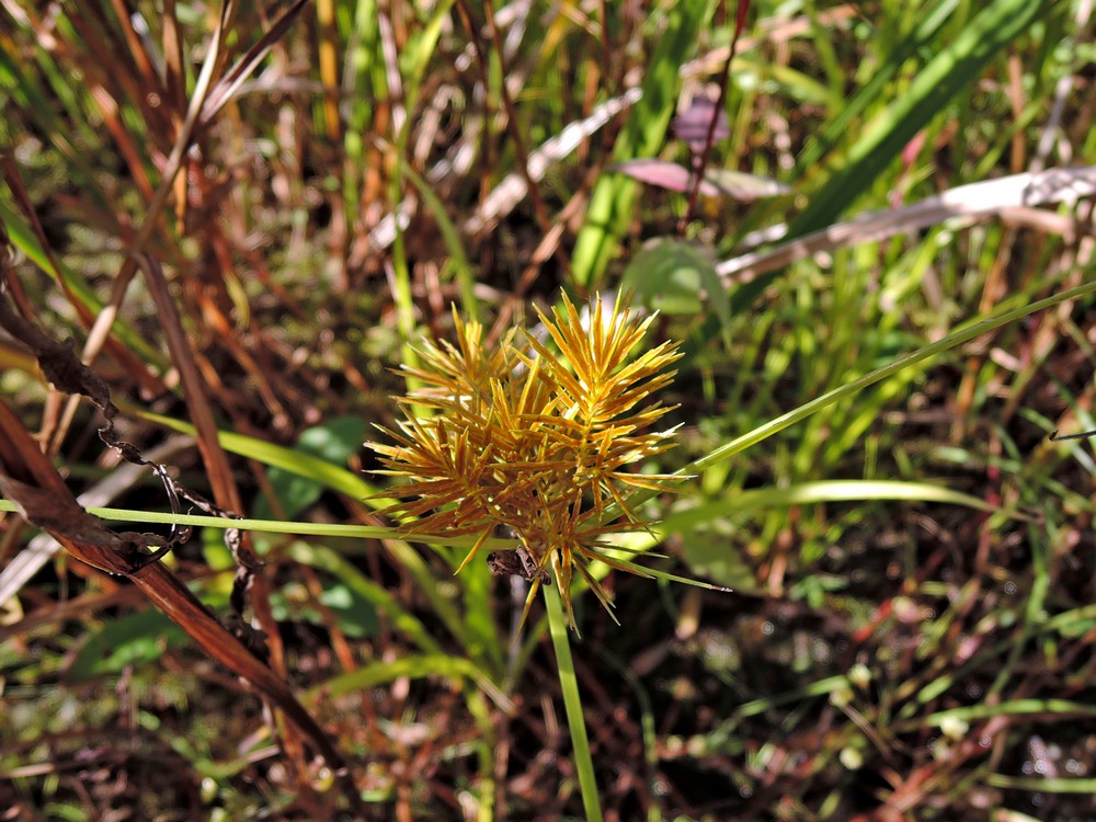 Изображение особи Cyperus amuricus.