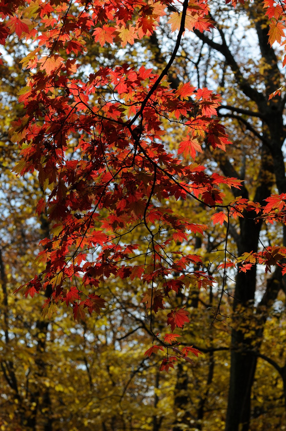 Изображение особи Acer pseudosieboldianum.