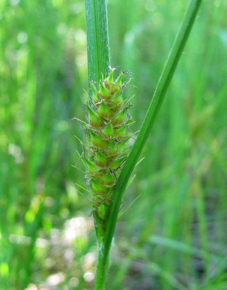 Изображение особи Carex hirta.