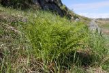 Athyrium distentifolium. Взрослое растение в сообществе с Calamagrostis lapponica(?). Мурманская обл., Кольский р-н, окр. пос. Дальние Зеленцы, окр. Столбового озера, склон восточной экспозиции небольшой сопки. 03.08.2017.