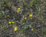 Potentilla sericea