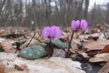 Cyclamen coum. Цветущие растения. Крым, Белогорский р-н, хр. Кубалач. 10.02.2018.