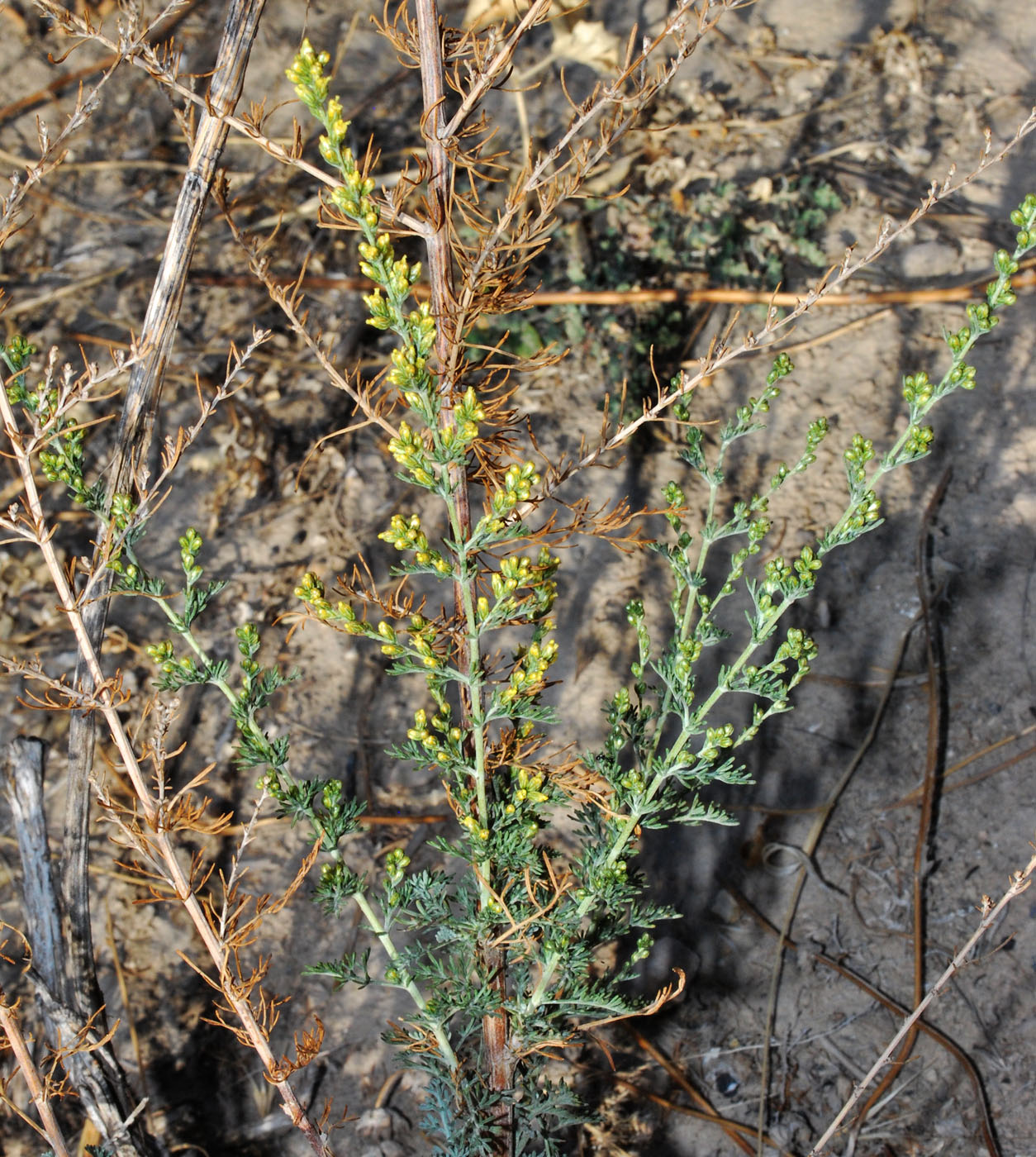 Изображение особи Artemisia serotina.