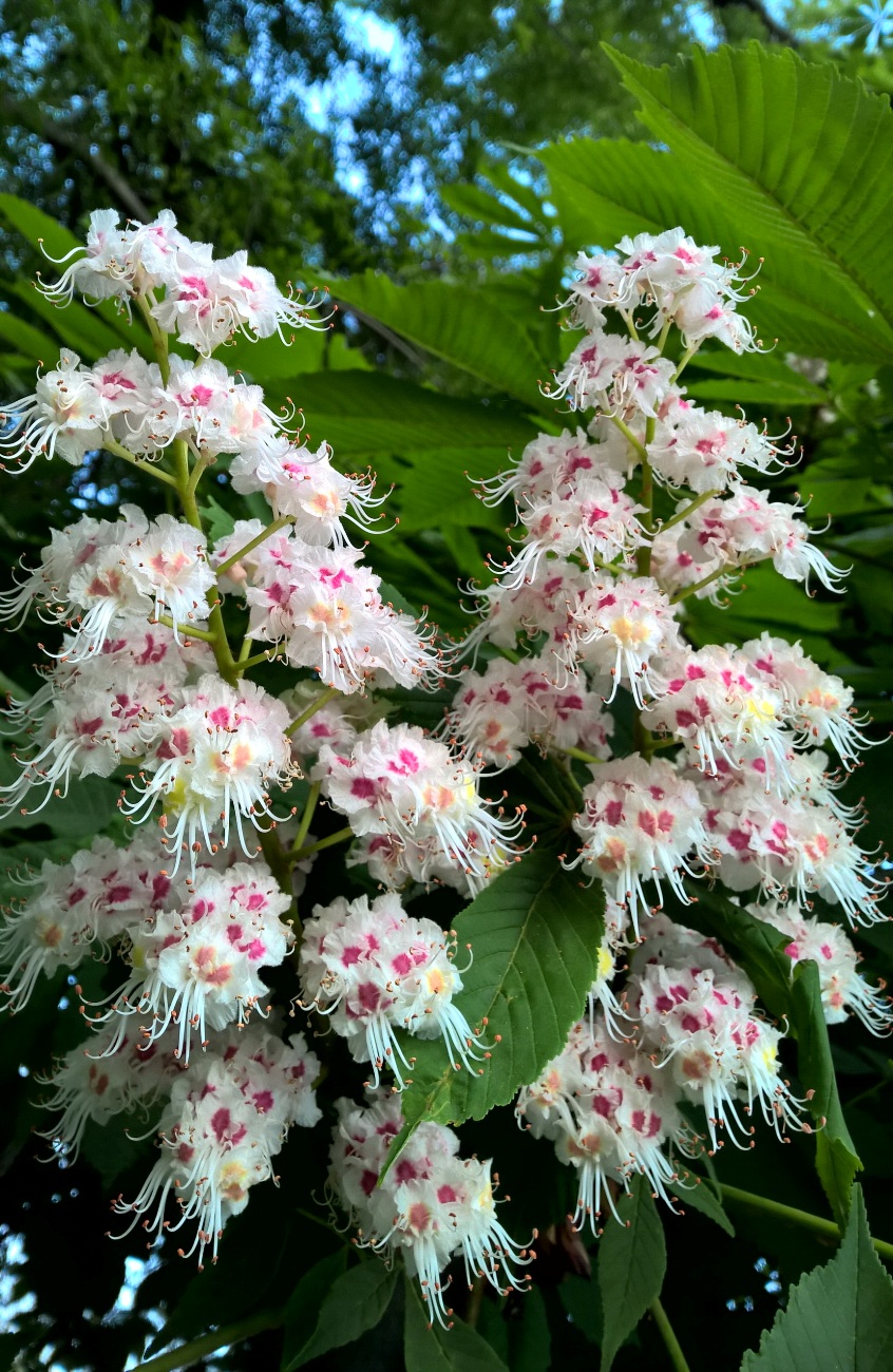 Изображение особи Aesculus hippocastanum.