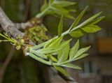 Fraxinus pennsylvanica. Верхушка побега с молодыми листьями. Пермский край, г. Пермь, Свердловский р-н, в озеленении двора. 25 мая 2018 г.