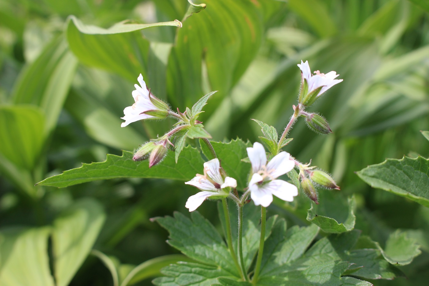 Изображение особи Geranium krylovii.