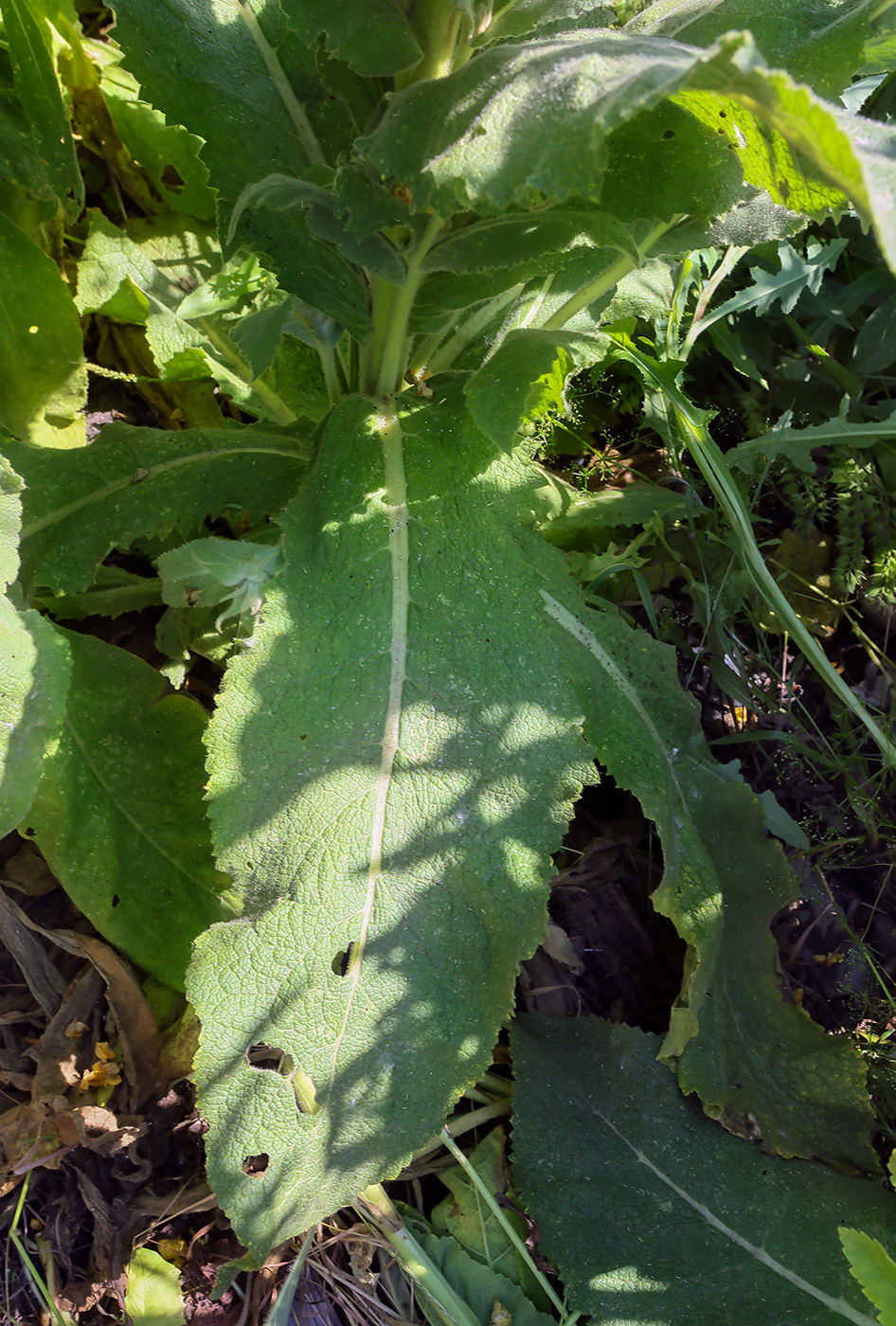 Изображение особи Verbascum phlomoides.