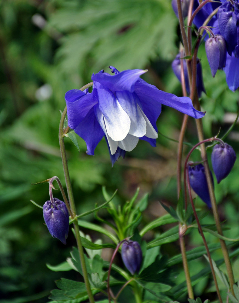 Изображение особи Aquilegia jucunda.