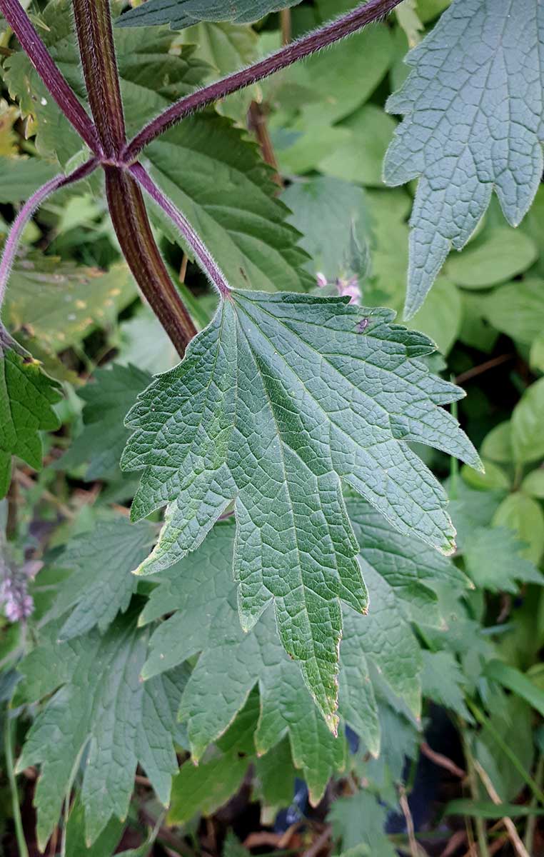 Изображение особи Leonurus quinquelobatus.