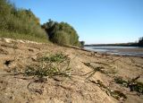 Echinochloa crus-galli. Плодоносящее растение. Краснодарский край, г. Усть-Лабинск, берег р. Кубань, обсыхающий берег. 13.10.2018.