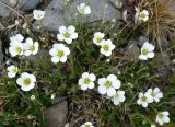 Minuartia macrocarpa