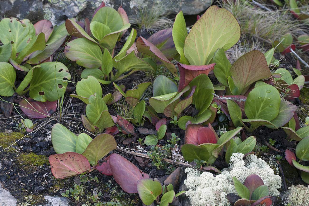 Изображение растения Bergenia crassifolia.