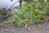 Oxytropis campestris. Плодоносящее растение в сообществе с плодоносящей Festuca. Финляндия, муниципалитет Савонлинна, окр. туркомплекса Харьюн Портти, берег оз. Пурувеси (прол. Туунаансалми), обочина велодорожки. 04.08.2018.