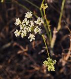 Falcaria vulgaris. Соцветие с питающимися жуками. Крым, Сакский р-н, окр. пос. Прибрежное, закустаренное степное прибрежье между морем и Симферопольским шоссе. 10.08.2017.