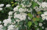 Spiraea blumei