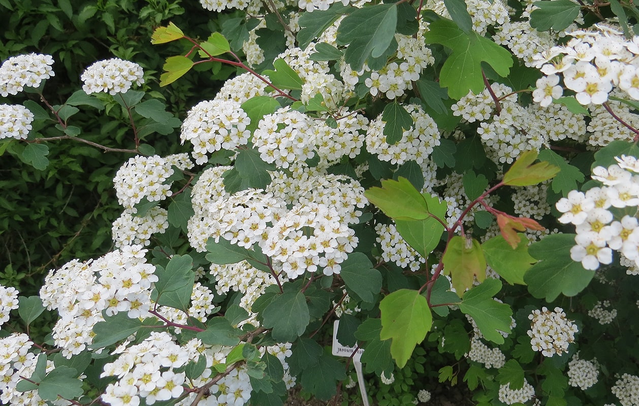 Изображение особи Spiraea blumei.