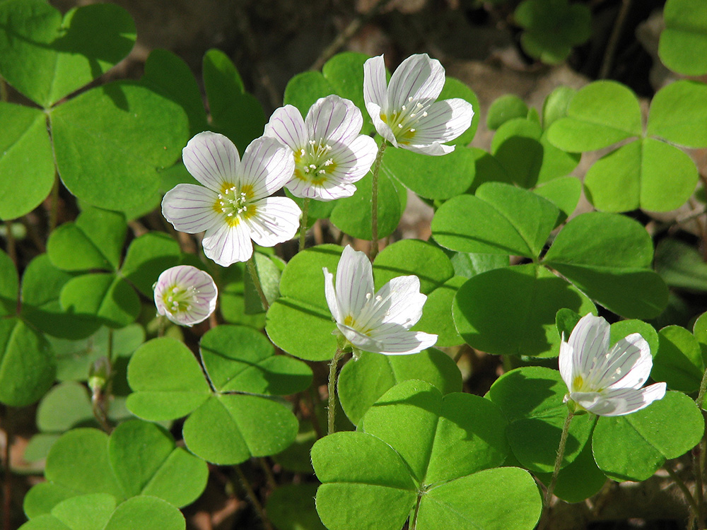 Изображение особи Oxalis acetosella.