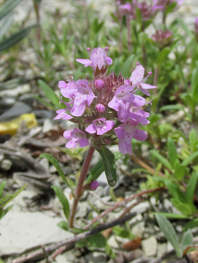 Изображение особи род Thymus.