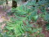 Taxus cuspidata