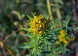 Euphorbia palustris. Верхушка побега с соцветием. Астраханская обл., Астраханский заповедник, Дамчикский участок, берег реки. 28.04.2019.