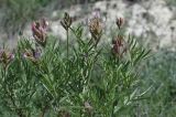 Astragalus aktiubensis