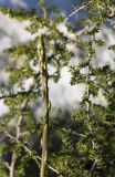 Asparagus acutifolius. Верхушка молодого побега и старая веточка. Испания, автономное сообщество Каталония, провинция Жирона, комарка Баш Эмпорда, муниципалитет Тороэлья-де-Монгри, гора Rocamaura, верхняя пологая часть каменистого склона, окр. телебашни. 27.02.2020.