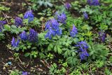 Corydalis turtschaninovii