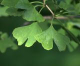 Ginkgo biloba