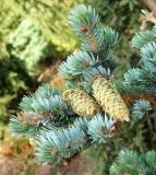 Picea форма glauca