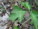 Rubus caesius