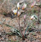 Tulipa buhseana