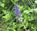 Ajuga reptans