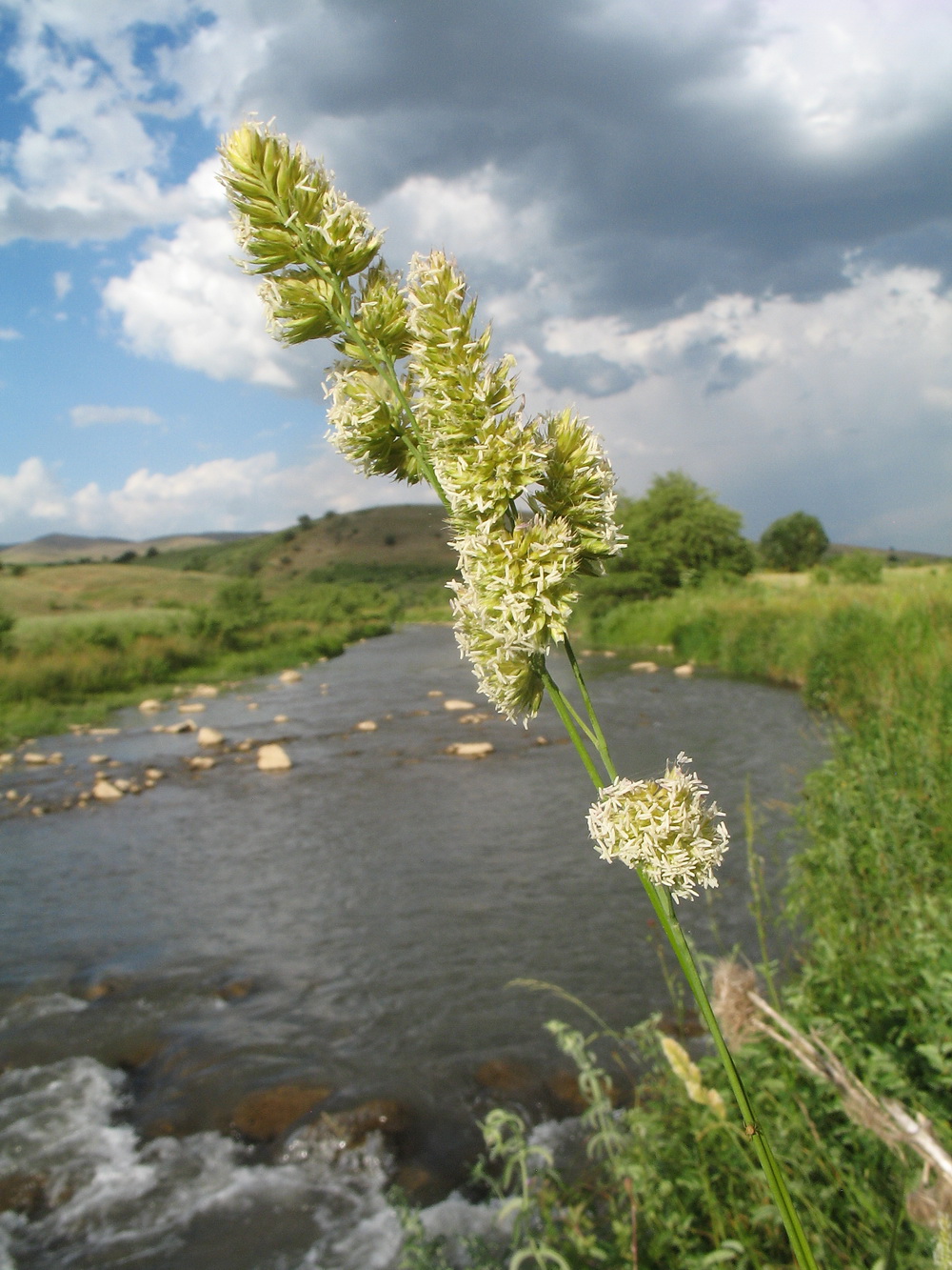 Изображение особи Dactylis woronowii.