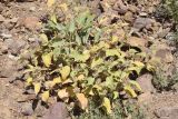 Phlomis sewerzowii