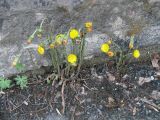 Tussilago farfara