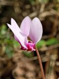 Cyclamen hederifolium подвид confusum. Цветок. Греция, о-в Крит, ном Ханья (Νομός Χανίων), дим Киссамос (Κίσσαμος), окр. деревни Полириния (Πολυρρήνια), широколиственный лес вдоль русла временного водотока. 18 октября 2021 г.