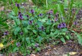 Prunella vulgaris