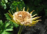 Doronicum altaicum