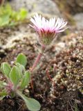 Erigeron vichrenensis