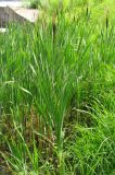 Typha latifolia