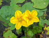 Nymphoides peltata