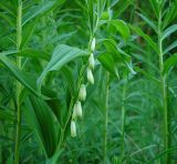 Polygonatum &times; hybridum