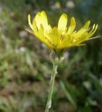 Tragopogon dasyrhynchus