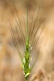 Aegilops triuncialis. Соцветие. Южный Казахстан, вершина 797.3 в 0.5 км западнее шоссе Корниловка-Пестели. 20.05.2010.